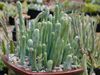 Senecio-articulatus-Candle-Plant-Hot-Dog-Cactus2.jpg