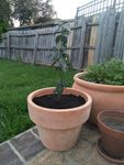 Another addition to my terracotta family - a bay leaf tree!