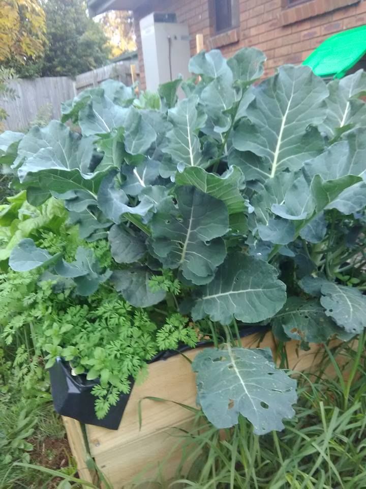 I didn't realise broccoli grew this big!